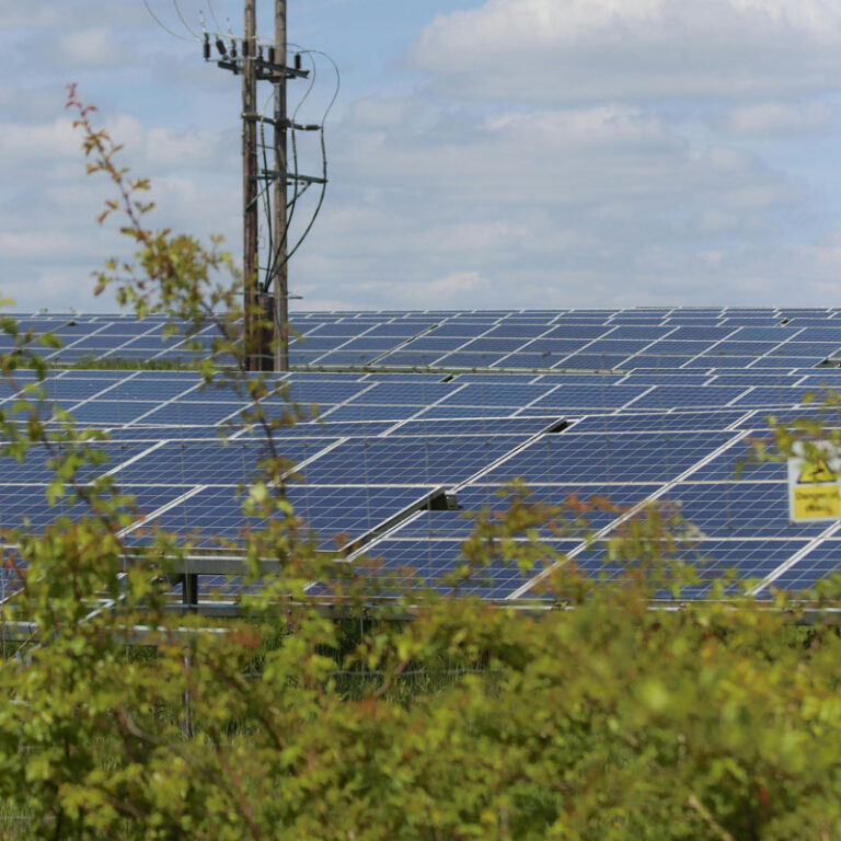 zugewachsener Solarpark